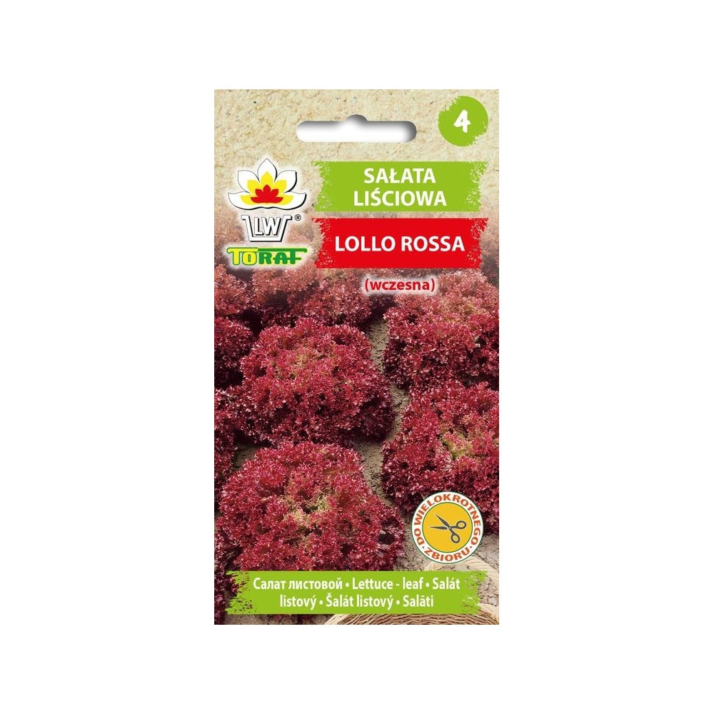Salaatti Lollo Rossa – Rapeaa ja Värikästä Salattia Ympäri Vuoden
